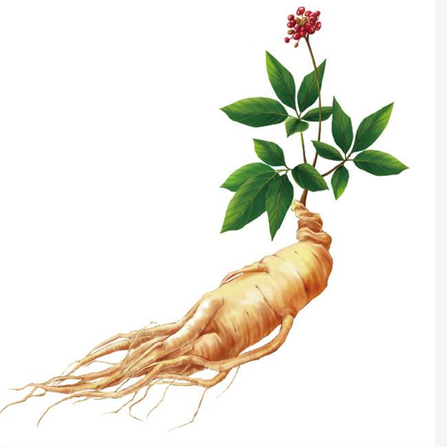 What is ginseng extract?